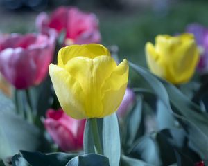 Preview wallpaper tulip, flower, bud, petals, yellow, spring