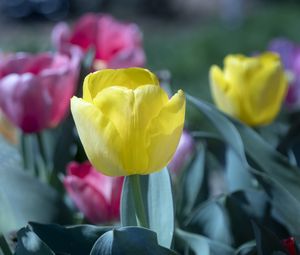 Preview wallpaper tulip, flower, bud, petals, yellow, spring