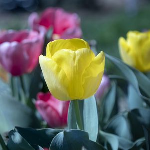 Preview wallpaper tulip, flower, bud, petals, yellow, spring