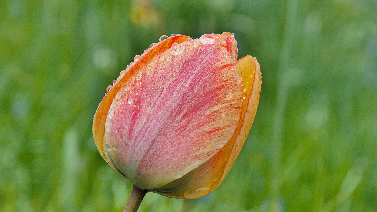 Wallpaper tulip, flower, bud, spring, cali, macro