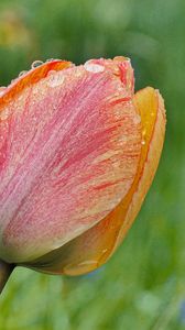 Preview wallpaper tulip, flower, bud, spring, cali, macro