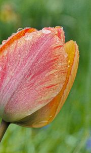 Preview wallpaper tulip, flower, bud, spring, cali, macro
