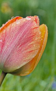 Preview wallpaper tulip, flower, bud, spring, cali, macro
