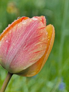 Preview wallpaper tulip, flower, bud, spring, cali, macro