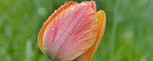 Preview wallpaper tulip, flower, bud, spring, cali, macro