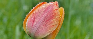 Preview wallpaper tulip, flower, bud, spring, cali, macro