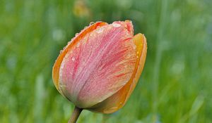 Preview wallpaper tulip, flower, bud, spring, cali, macro