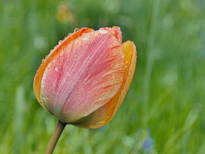 Preview wallpaper tulip, flower, bud, spring, cali, macro