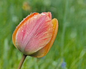 Preview wallpaper tulip, flower, bud, spring, cali, macro
