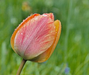 Preview wallpaper tulip, flower, bud, spring, cali, macro