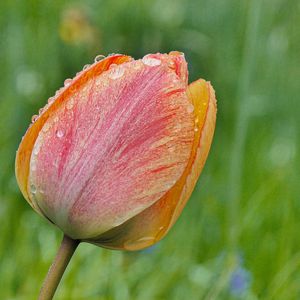 Preview wallpaper tulip, flower, bud, spring, cali, macro