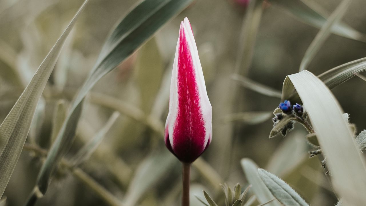 Wallpaper tulip, flower, bud, red, white