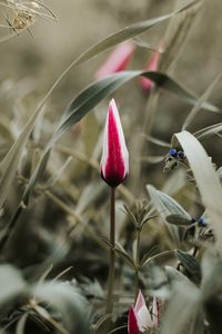 Preview wallpaper tulip, flower, bud, red, white