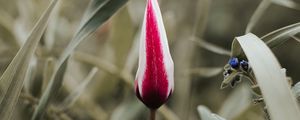 Preview wallpaper tulip, flower, bud, red, white