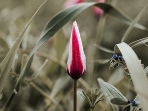 Preview wallpaper tulip, flower, bud, red, white