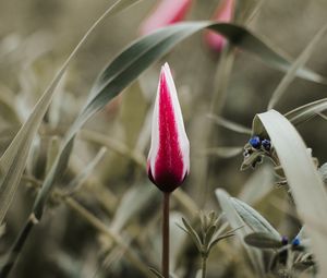 Preview wallpaper tulip, flower, bud, red, white