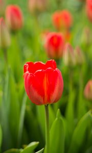 Preview wallpaper tulip, flower, bud, red