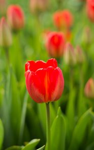 Preview wallpaper tulip, flower, bud, red