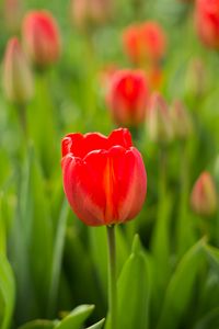 Preview wallpaper tulip, flower, bud, red