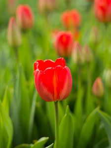 Preview wallpaper tulip, flower, bud, red
