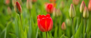 Preview wallpaper tulip, flower, bud, red