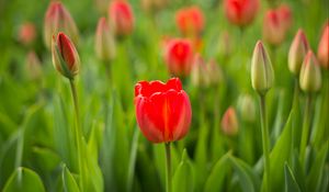Preview wallpaper tulip, flower, bud, red
