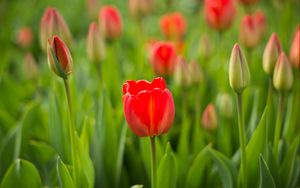 Preview wallpaper tulip, flower, bud, red