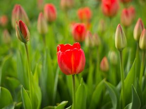 Preview wallpaper tulip, flower, bud, red