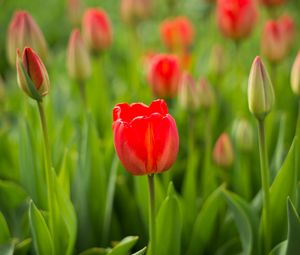 Preview wallpaper tulip, flower, bud, red