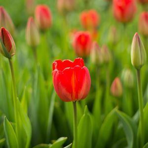 Preview wallpaper tulip, flower, bud, red