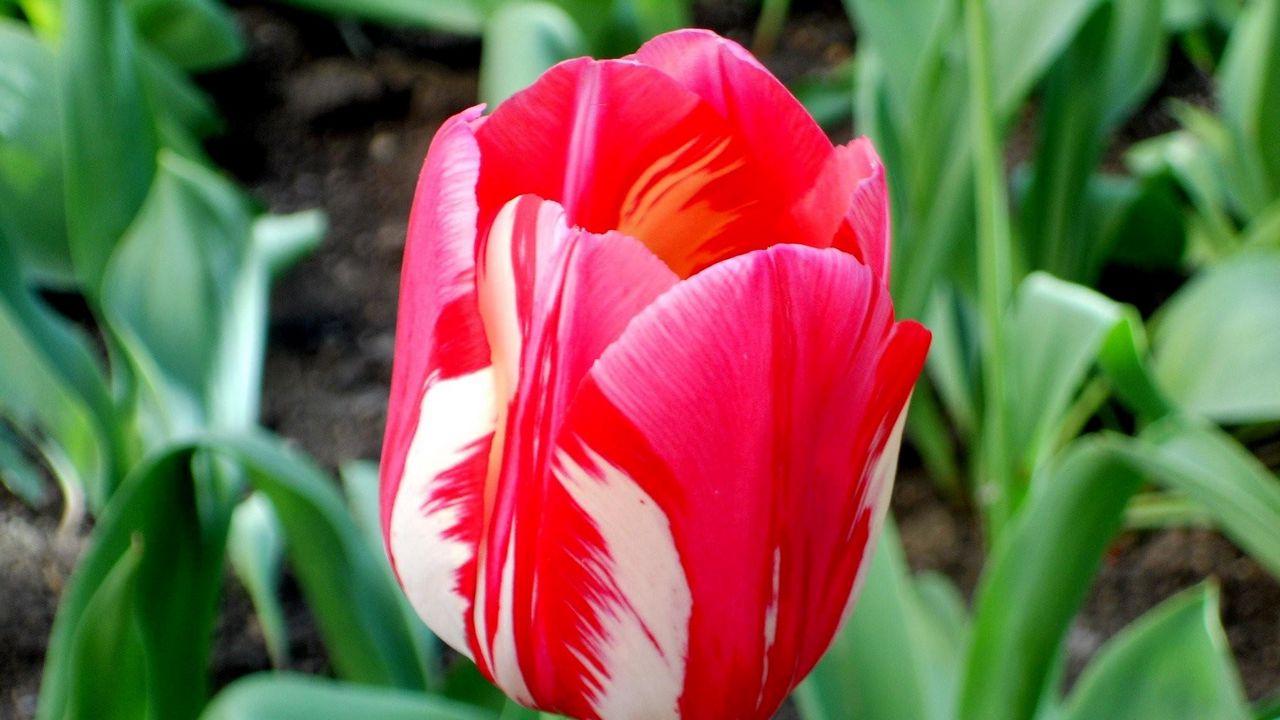 Wallpaper tulip, flower, bud, colorful, flowerbed, sharpness