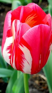 Preview wallpaper tulip, flower, bud, colorful, flowerbed, sharpness