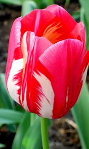 Preview wallpaper tulip, flower, bud, colorful, flowerbed, sharpness