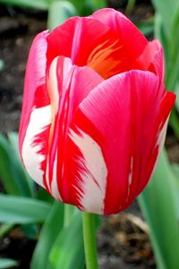 Preview wallpaper tulip, flower, bud, colorful, flowerbed, sharpness