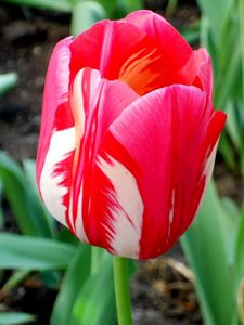 Preview wallpaper tulip, flower, bud, colorful, flowerbed, sharpness