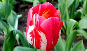 Preview wallpaper tulip, flower, bud, colorful, flowerbed, sharpness