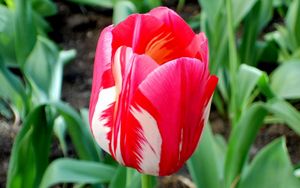 Preview wallpaper tulip, flower, bud, colorful, flowerbed, sharpness