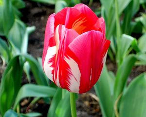 Preview wallpaper tulip, flower, bud, colorful, flowerbed, sharpness