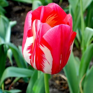 Preview wallpaper tulip, flower, bud, colorful, flowerbed, sharpness