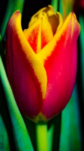 Preview wallpaper tulip, flower, bud, leaves, macro