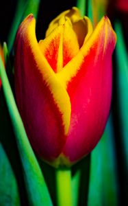 Preview wallpaper tulip, flower, bud, leaves, macro