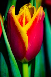 Preview wallpaper tulip, flower, bud, leaves, macro