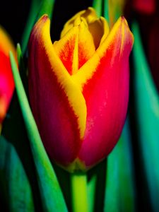 Preview wallpaper tulip, flower, bud, leaves, macro