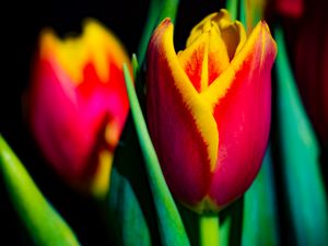 Preview wallpaper tulip, flower, bud, leaves, macro