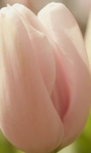 Preview wallpaper tulip, flower, bud, petals