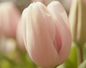 Preview wallpaper tulip, flower, bud, petals