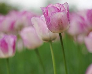 Preview wallpaper tulip, flower, bud, stem