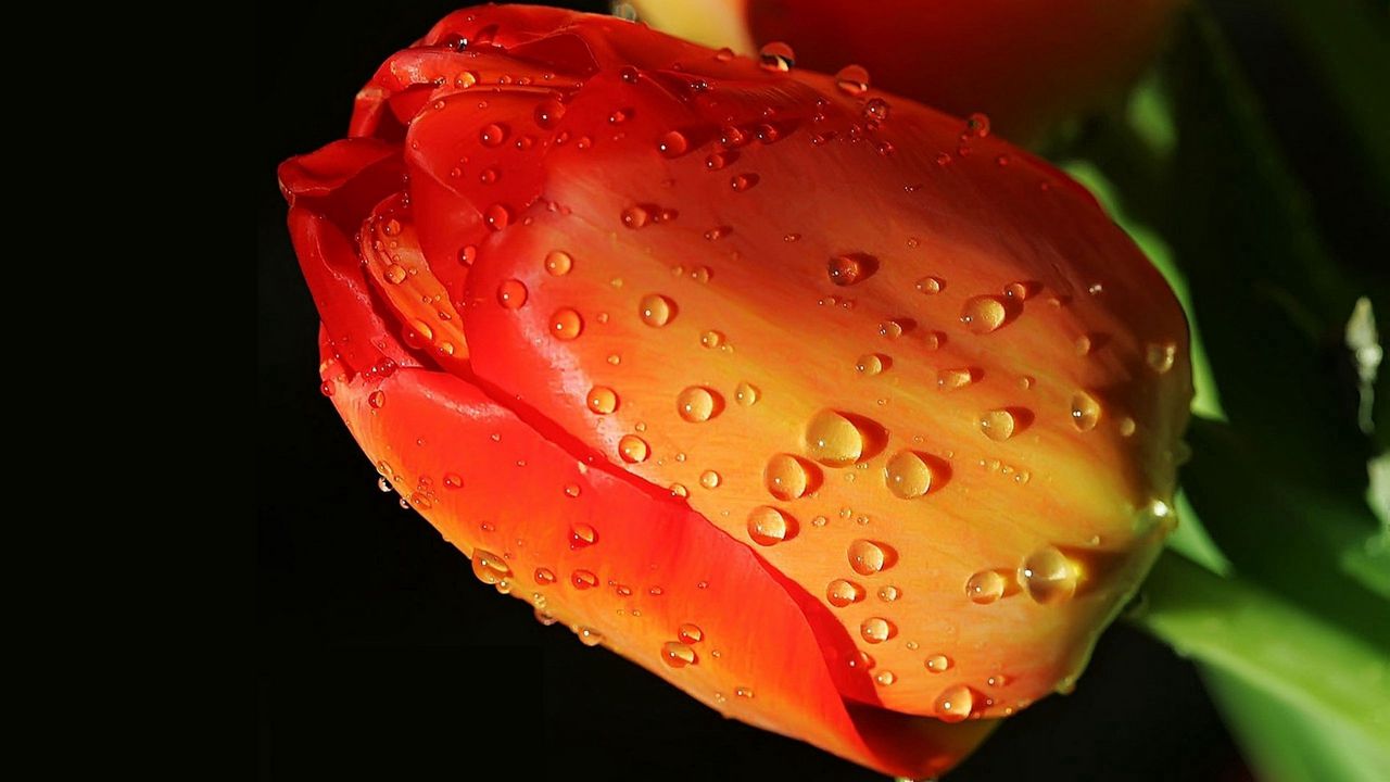 Wallpaper tulip, flower, bud, drops