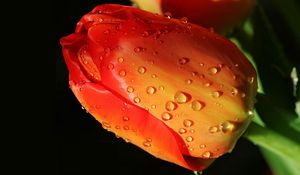 Preview wallpaper tulip, flower, bud, drops