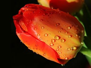 Preview wallpaper tulip, flower, bud, drops